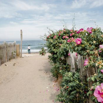 Roses bloom along the walkway to a sand beach on the coast of Maine