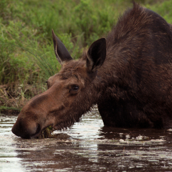 A moose sips water from the lake in the Moosehead Lake region of Greenville, Maine